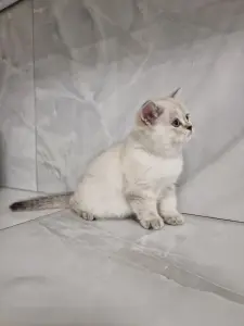 Шотландский котёнок