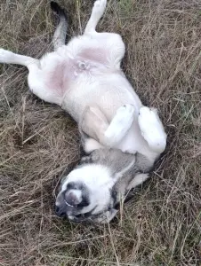 Щенок в дар