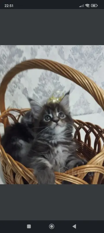 Котята Мейн-куны