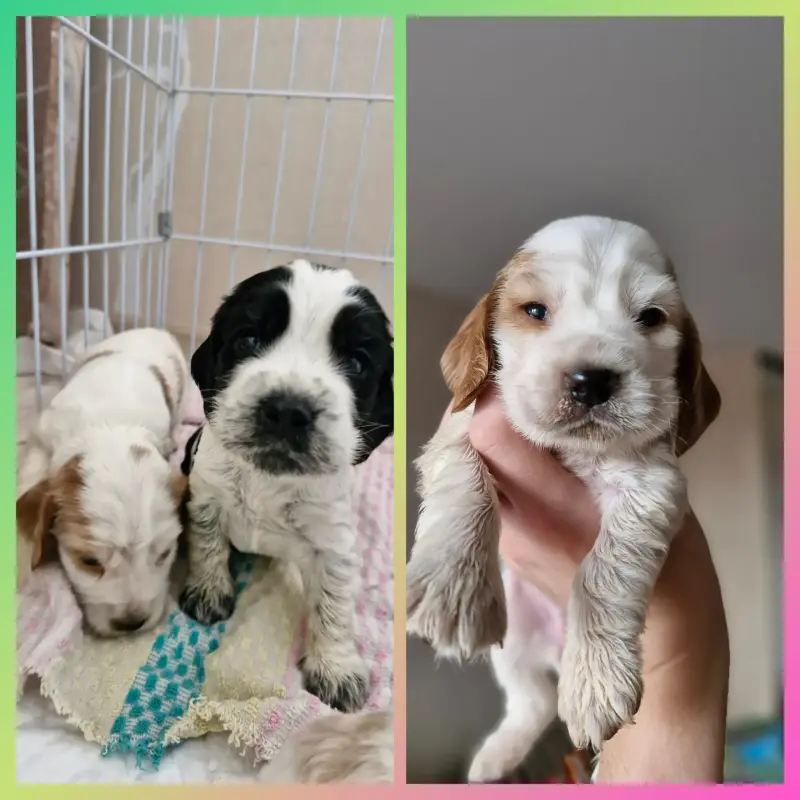 русский спаниель,  рос щенки