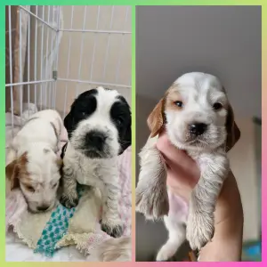 русский спаниель,  рос щенки