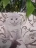 Котята шотландские
