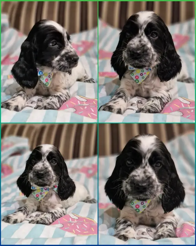 русский спаниель,  рос мальчик