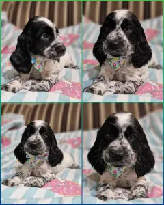 русский спаниель,  рос мальчик