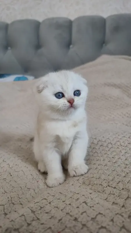 Шотландские котята мальчики