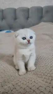 Шотландские котята мальчики