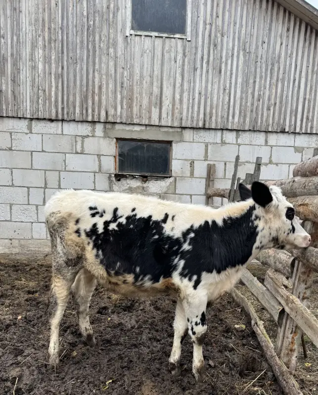 Продам телку