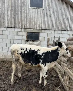 Продам телку