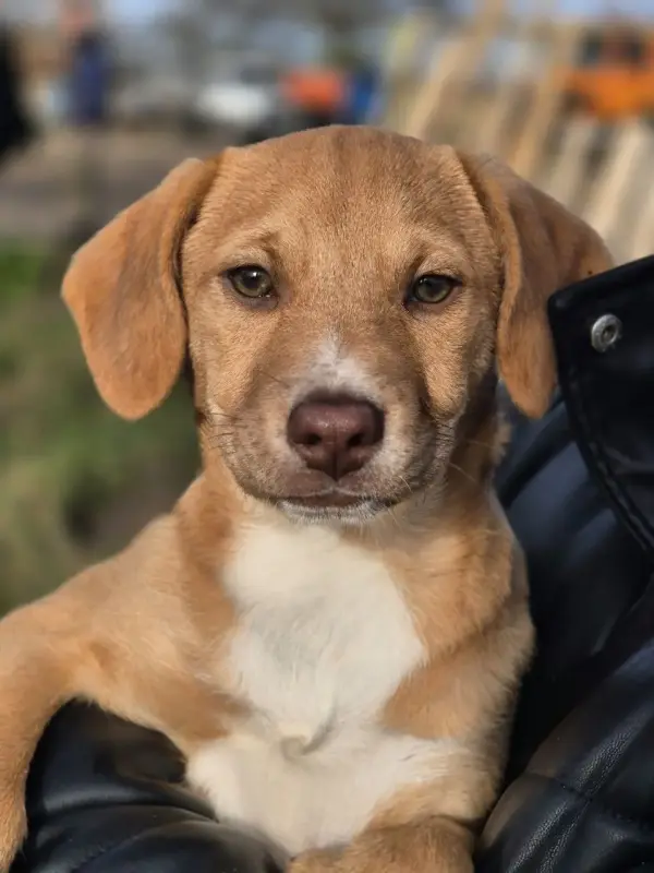 Вислоухий щенок-метис ищет дом