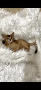 Абиссинский котёнок