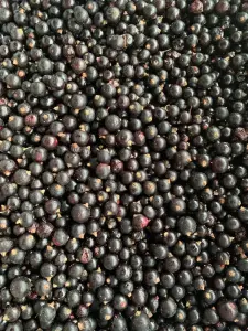 Черная Смородина 2025