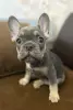 Щенок французского бульдога