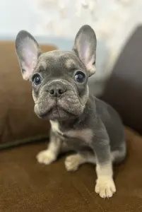 Щенок французского бульдога