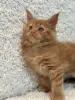 Мейн-Кун котенок