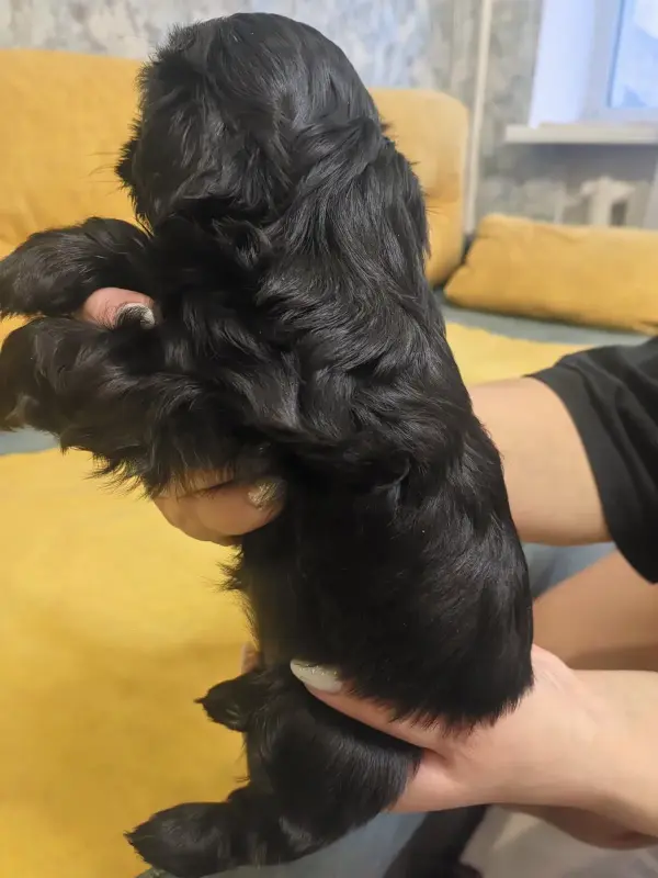 Девочка ши-тцу