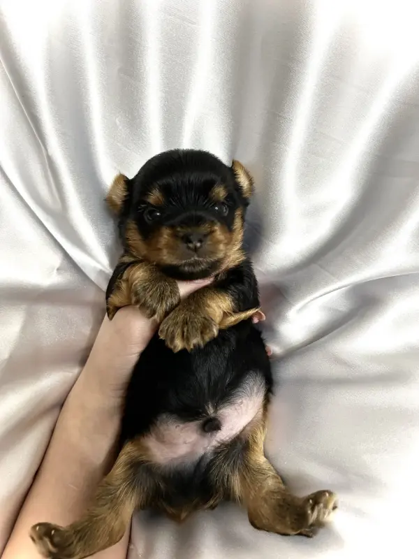 Щенок Йоркширского терьера. Бронь