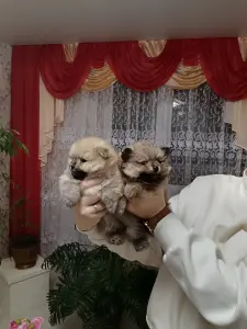 Девочки померанского шпица