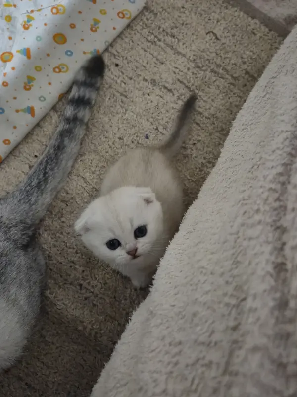 Шотландский вислоухий мальчик