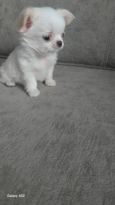 Чихуахуа девочка