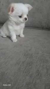 Чихуахуа девочка