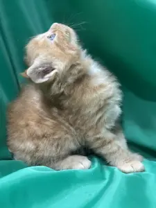 Мейн-Кун котята