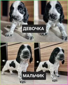 русский спаниель,  рос щенки
