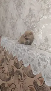 Девочка померанского шпица