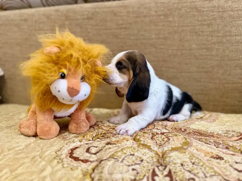 Бассет-хаунд, щенки с родословной