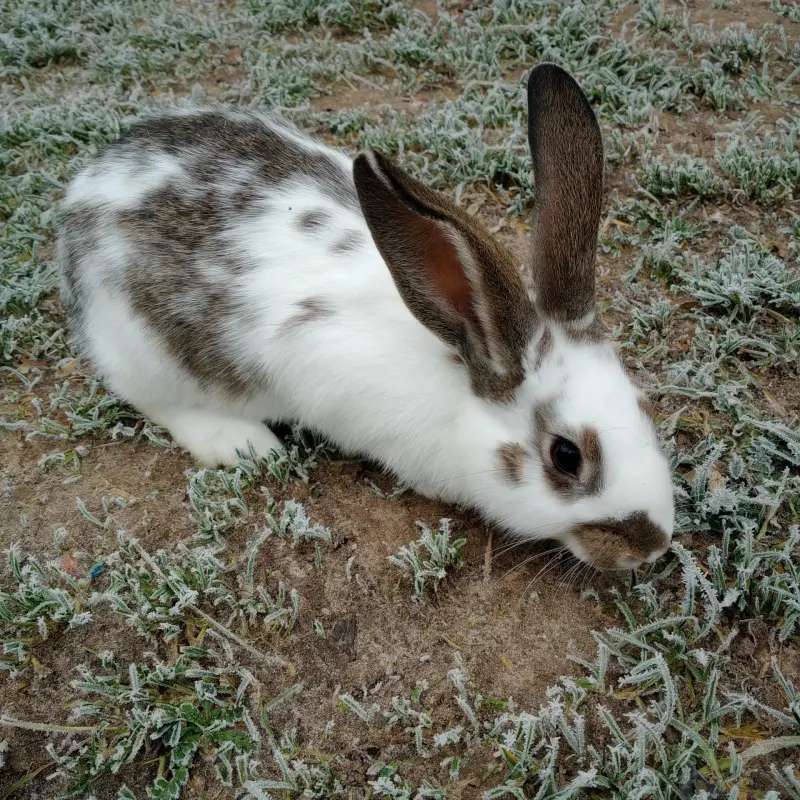 Кролик - Вся Беларусь - 220208 - Доска объявлений Kupika.by - Фото 2
