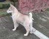 Продается щенок западно сибирской лайки