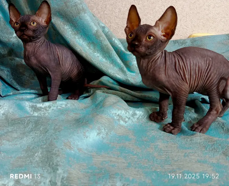 Котята сфинкс