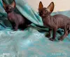 Котята сфинкс