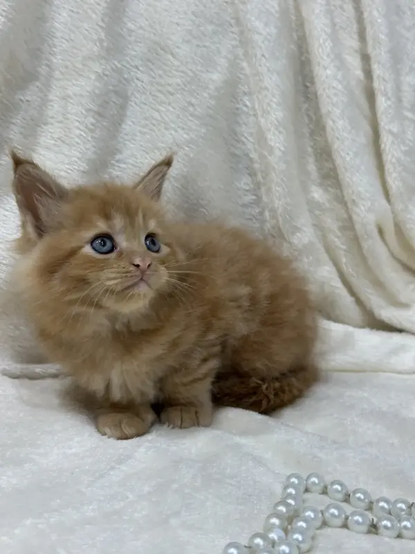 Мейн-Кун котята