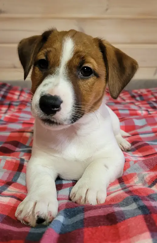 Джек Рассел терьер