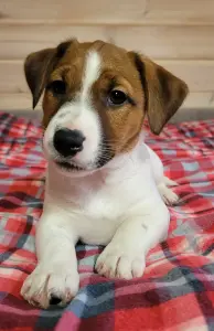 Джек Рассел терьер