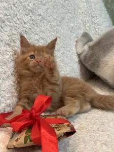 Мейн-Кун котенок