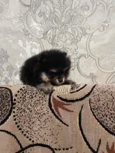 Девочка померанского шпица