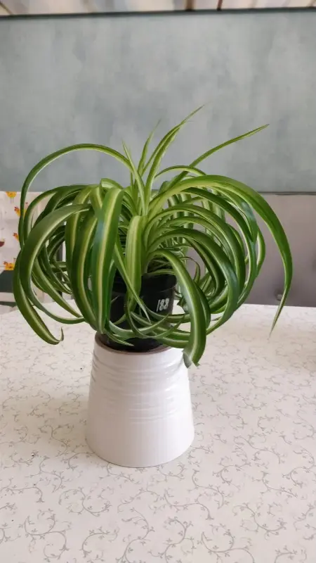 Хлорофитум кудрявый Bonnie