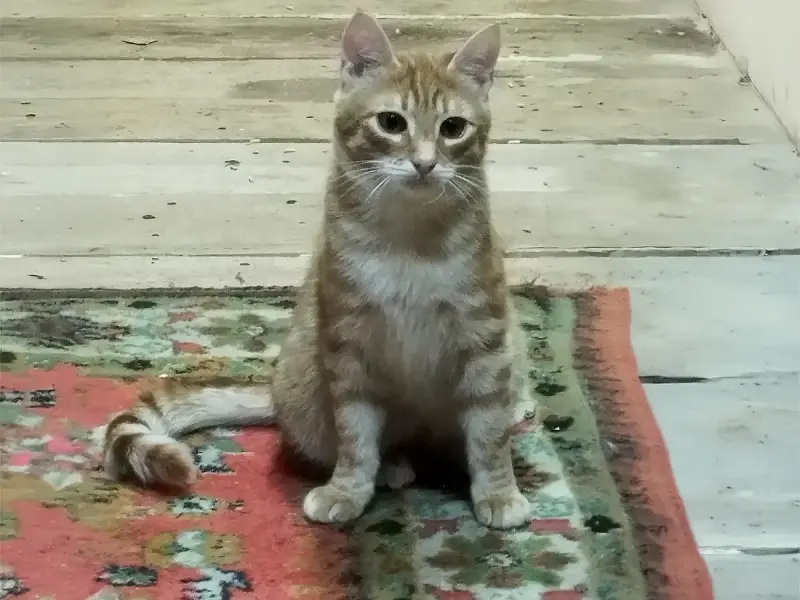 Солнечные рыжие котята Тишка и Рыжик в дар