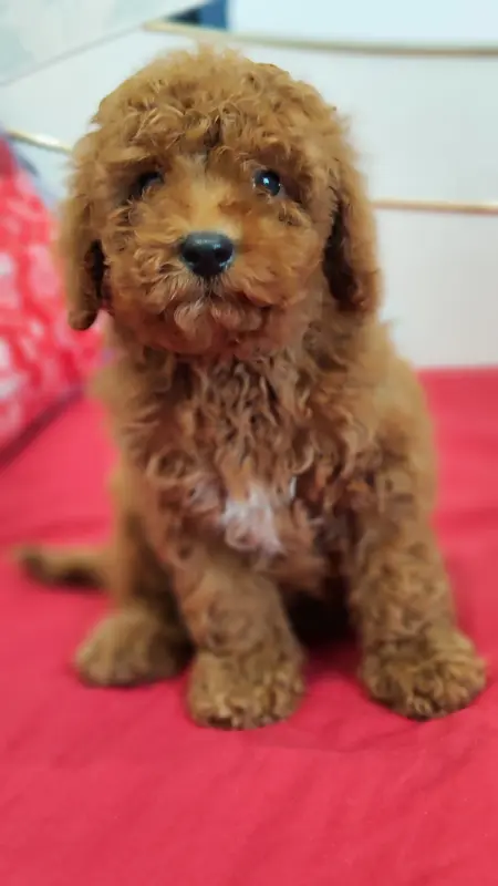 Пудель мальчик. Цена в рублях.