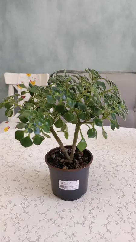 Аихризон, 'дерево любви',-шикарный куст