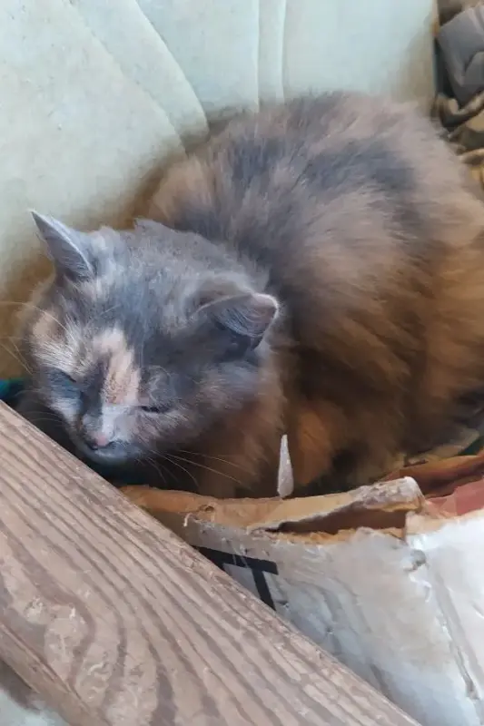 Пушистая красавица срочно ищет дом или передержку до весны