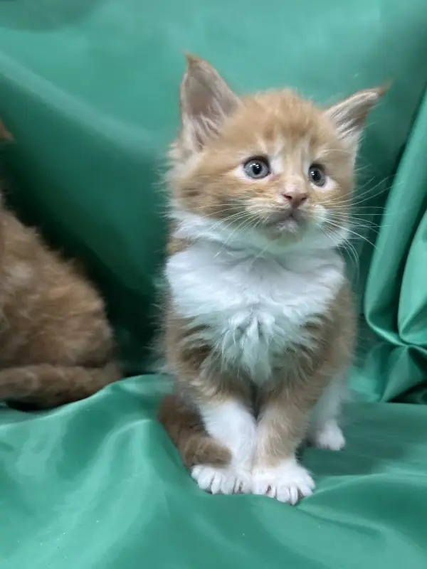 Мейн-Кун котята