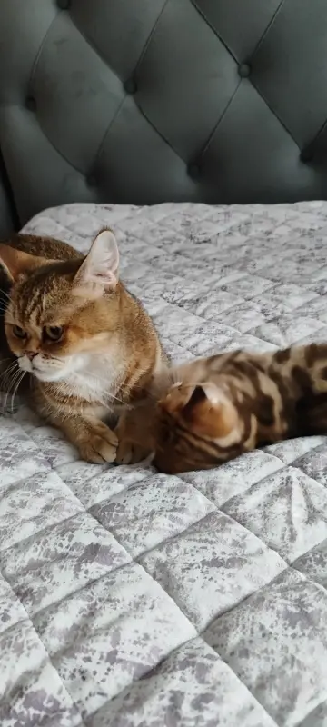 Шотландские котята