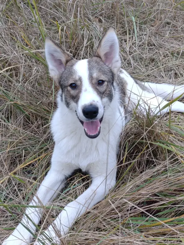 Собака - Ушачи - 225728 - Доска объявлений Kupika.by - Фото 3