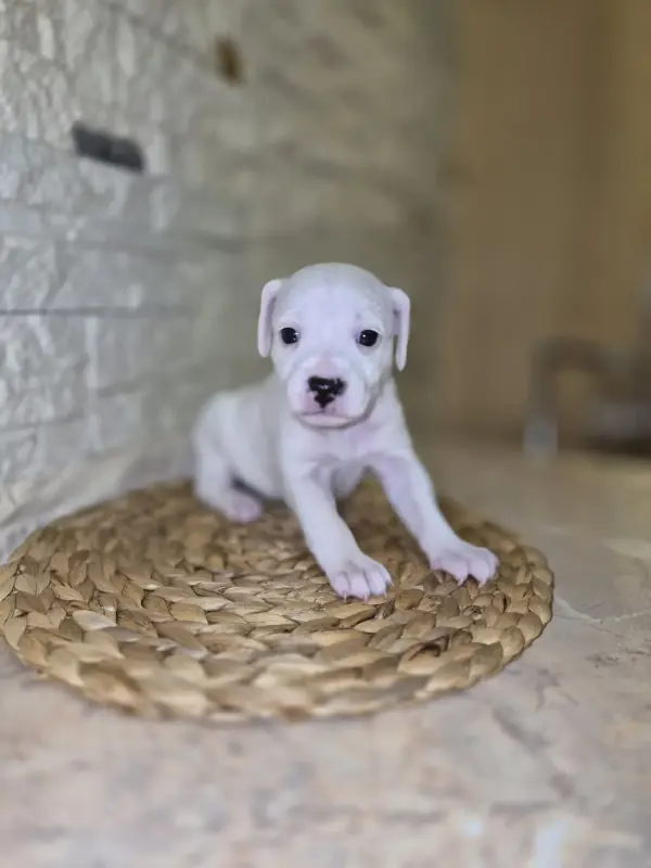 Чистокровные Щенки Джек Рассел - Щучин - 160439 - Доска объявлений Kupika.by - Фото 2