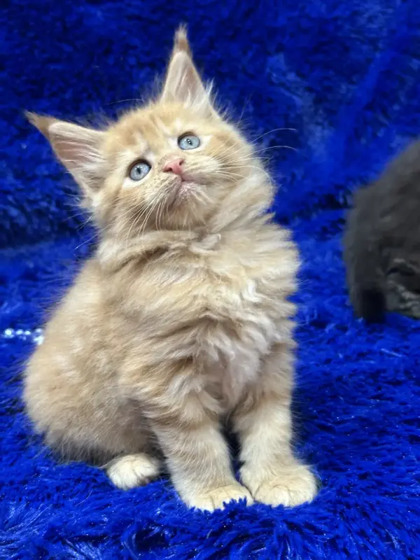 Мейн-Кун девочка