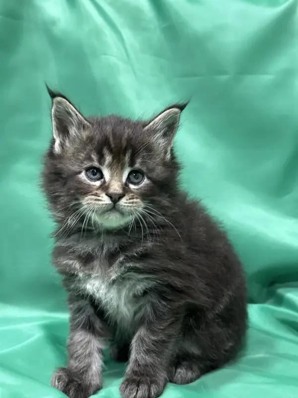 Мейн-Кун котята