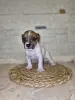 Чистокровные Щенки Джек Рассел - Щучин - 160439 - Доска объявлений Kupika.by