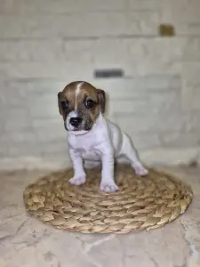 Чистокровные Щенки Джек Рассел